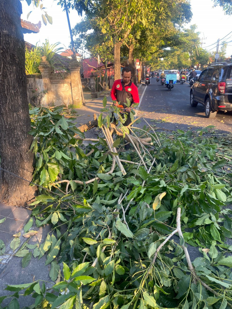 Pohon Tumbang di Banjar Kangin Sempidi, Kelurahan Sempidi, Kecamatan Mengwi Tanggal 26 Mei 2023